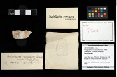 Foto (Objekt + Etikett) von Paragalathea verrucosa (Moericke, 1889)  (NHMW-GEO-2014-0194-0206)